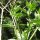 Belladonna Indien (Atropa acuminata) graines