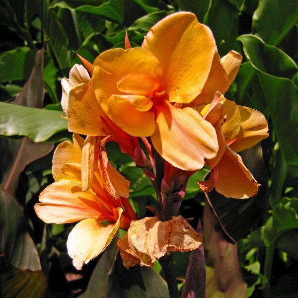 Canne à fleur indienne (Canna indica) graines