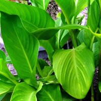 Canne à fleur indienne (Canna indica) graines