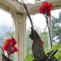 Canne à fleur indienne (Canna indica) graines