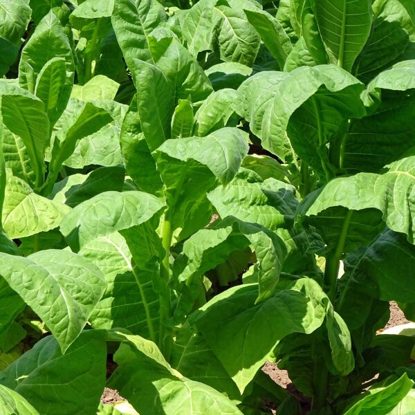 Tabac Havana (Nicotiana tabacum) graines