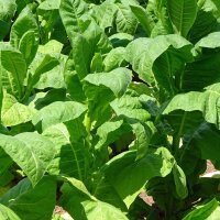 Tabac Havana (Nicotiana tabacum) graines