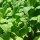 Tabac Havana (Nicotiana tabacum) graines