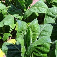 Tabac Perique (Nicotiana tabacum) graines