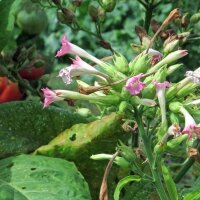 Tabac Perique (Nicotiana tabacum) graines