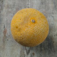 Melon Cantaloup ‘Altai’ (Cucumis melo) graines
