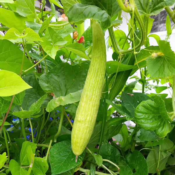 Concombre Arménien (Cucumis melo var. flexuosus) graines