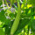 Concombre Arménien (Cucumis melo var. flexuosus) graines