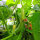 Concombre Arménien (Cucumis melo var. flexuosus) graines