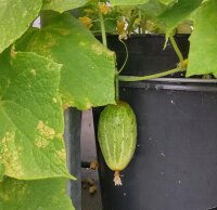 Concombre brun de Russie Brown Russian (Cucumis sativus)...