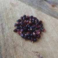 Maïs noir Dakota Black (Zea mays) graines