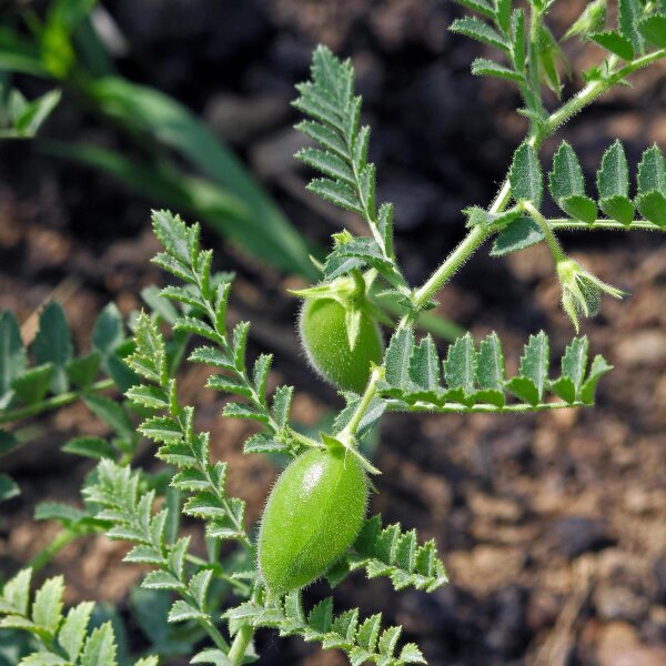 Pois chiche (Cicer arietinum) graines