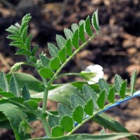 Pois chiche (Cicer arietinum) graines