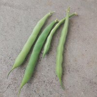 Haricot Blanc Cannellini (Phaseolus vulgaris) graines