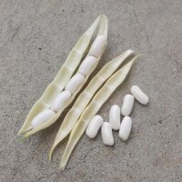 Haricot Blanc Cannellini (Phaseolus vulgaris) graines