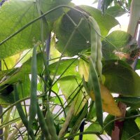 Haricot Blanc Cannellini (Phaseolus vulgaris) graines