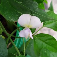 Cornille / haricot à oeil noir (Vigna unguiculata)...