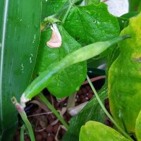 Cornille / haricot à oeil noir (Vigna unguiculata)...