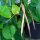 Cornille / haricot à oeil noir (Vigna unguiculata) graines