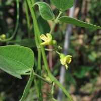 Haricot de Lima (Phaseolus lunatus) graines