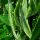 Haricot de Lima (Phaseolus lunatus) graines