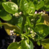 Épinard de Malabar (Basella alba) graines