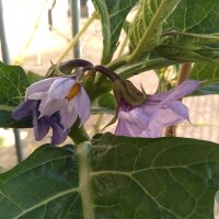 Gilo / Aubergine Africaine (Solanum aethiopicum) graines
