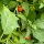 Gilo / Aubergine Africaine (Solanum aethiopicum) graines