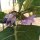 Gilo / Aubergine Africaine (Solanum aethiopicum)