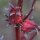 Roselle (Hibiscus sabdariffa) graines