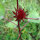 Roselle (Hibiscus sabdariffa) graines