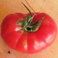Tomate Rose de Berne (Solanum lycopersicum) Bio