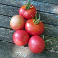 Tomate Rose de Berne (Solanum lycopersicum) Bio