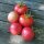 Tomate Rose de Berne (Solanum lycopersicum) Bio semences