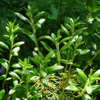 Le bois-sent-bon / Piment royal (Myrica gale) graines