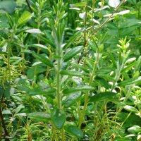 Le bois-sent-bon / Piment royal (Myrica gale) graines