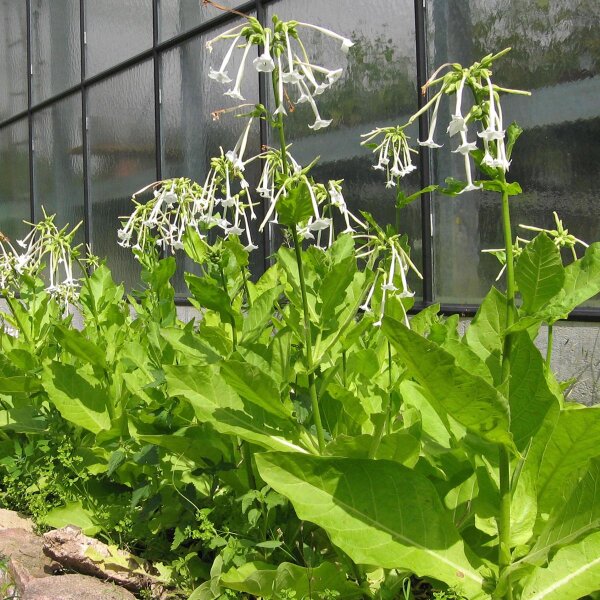 Tabac sauvage, tabac de montagne (Nicotiana sylvestris) graines