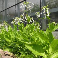 Tabac sauvage, tabac de montagne (Nicotiana sylvestris)...