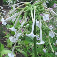 Tabac sauvage, tabac de montagne (Nicotiana sylvestris)...