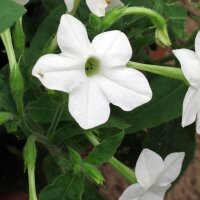 Tabac sauvage, tabac de montagne (Nicotiana sylvestris) graines