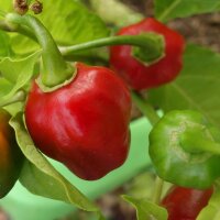 Piment Scotch Bonnet (Capsicum chinense) graines