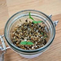 Piment Habanero Dulce (Capsicum chinense) graines