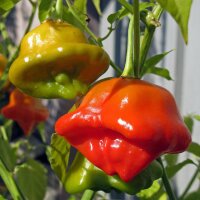 Piment clochette Jamaican Bell (Capsicum baccatum) graines