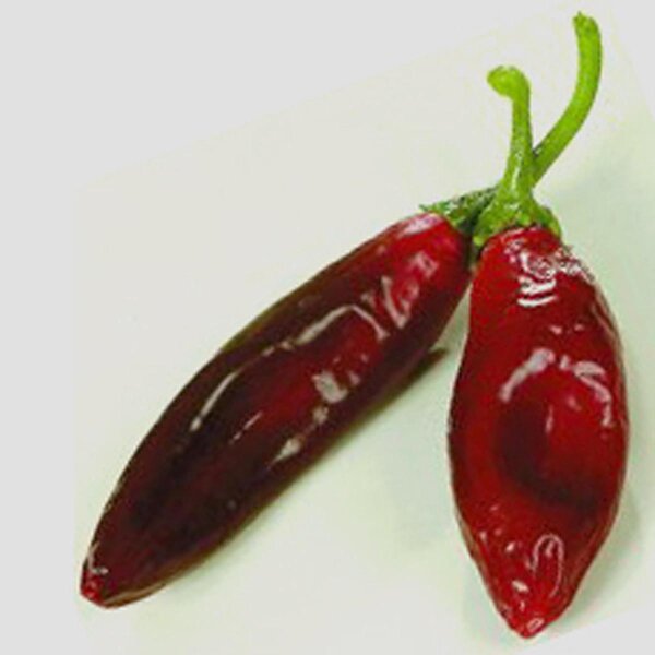 Piment Guajillo (Capsicum annuum) graines