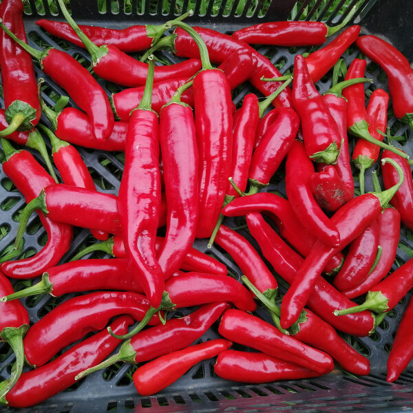 Piment Guajillo (Capsicum annuum) graines