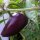 Piment Czech Black (Capsicum annuum) graines