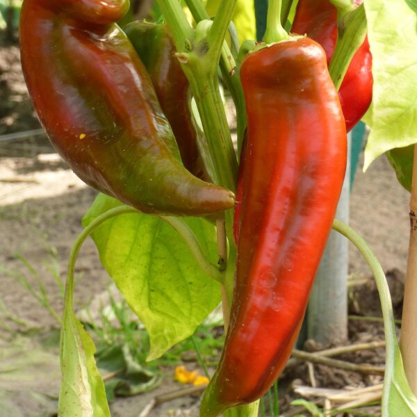 Piment Hegyes Erös (Capsicum annuum) graines