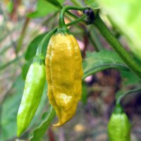 Piment Monkeyface (Capsicum annuum) graines