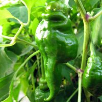Piment Monkeyface (Capsicum annuum) graines