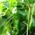 Piment Monkeyface (Capsicum annuum) graines